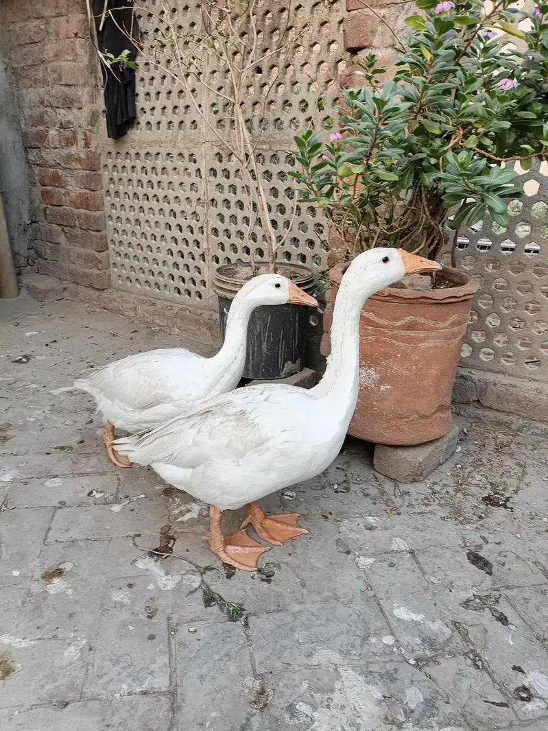 Long Neck Ducks — photo 3