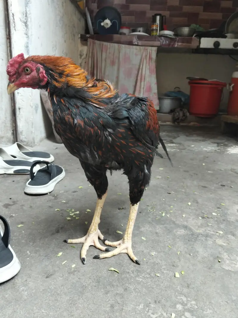 pure aseel murgha — photo 2
