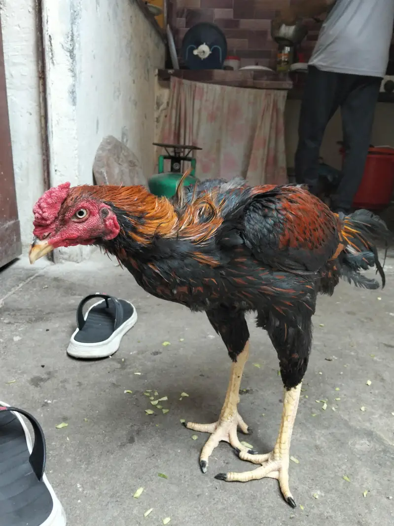 pure aseel murgha — photo 3