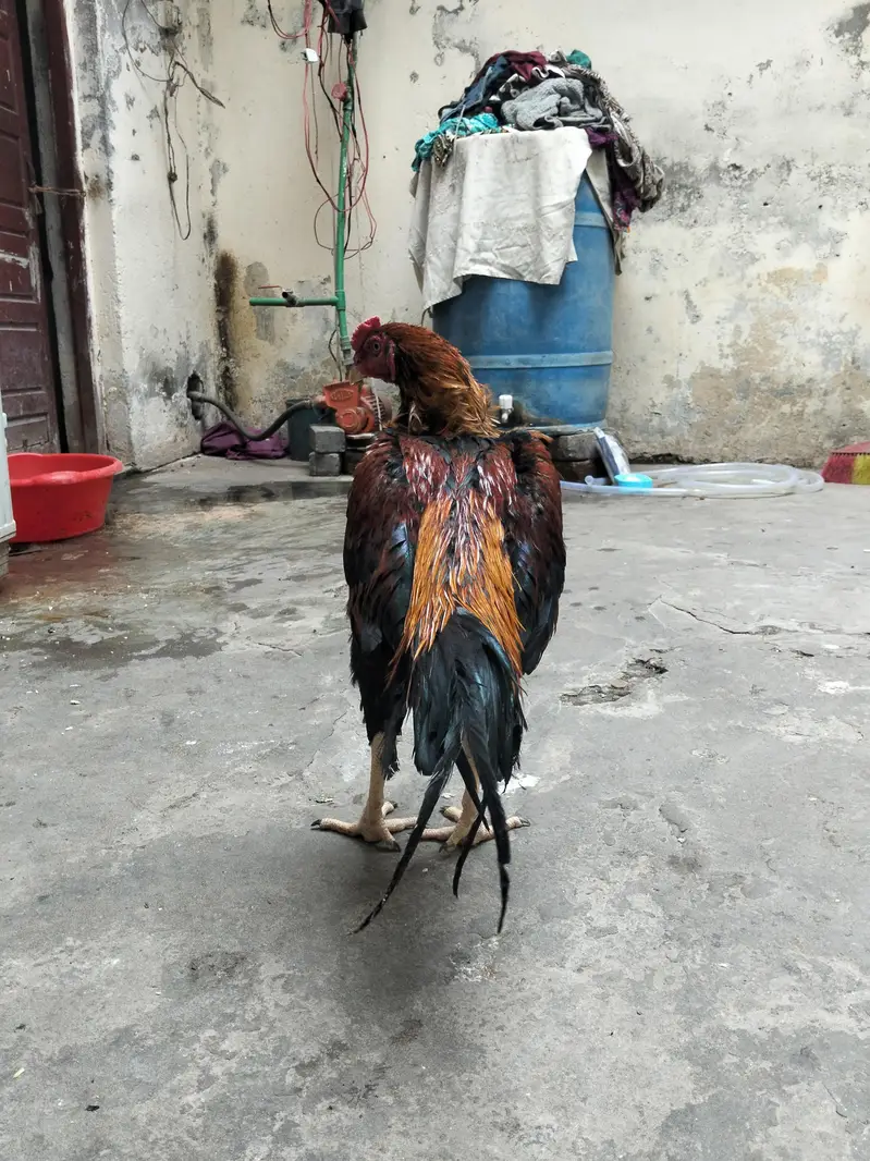 pure aseel murgha — photo 5