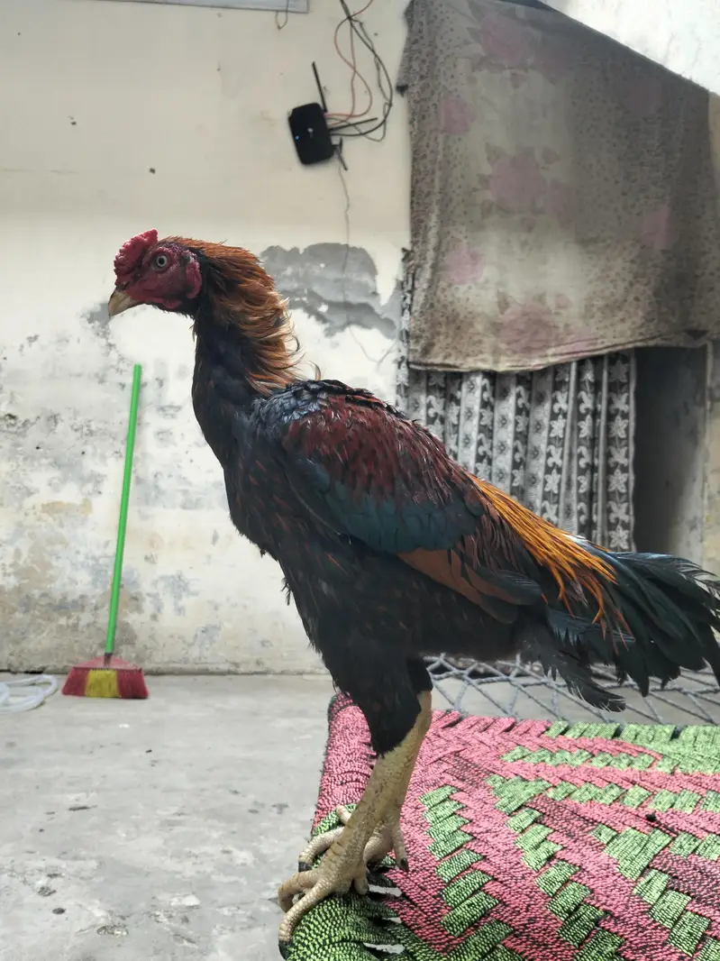 pure aseel murgha — photo 6
