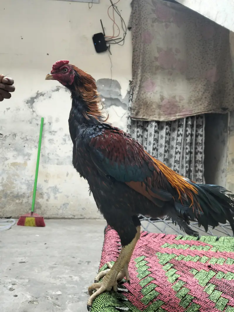 pure aseel murgha — photo 7