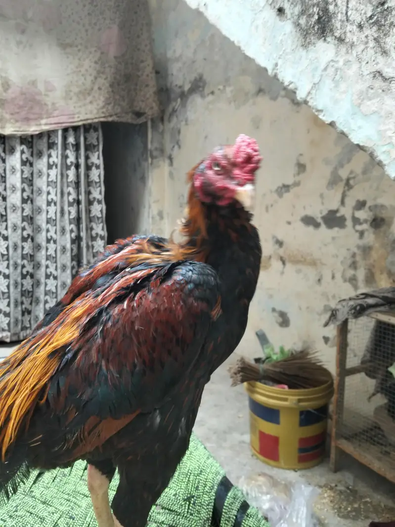 pure aseel murgha — photo 8