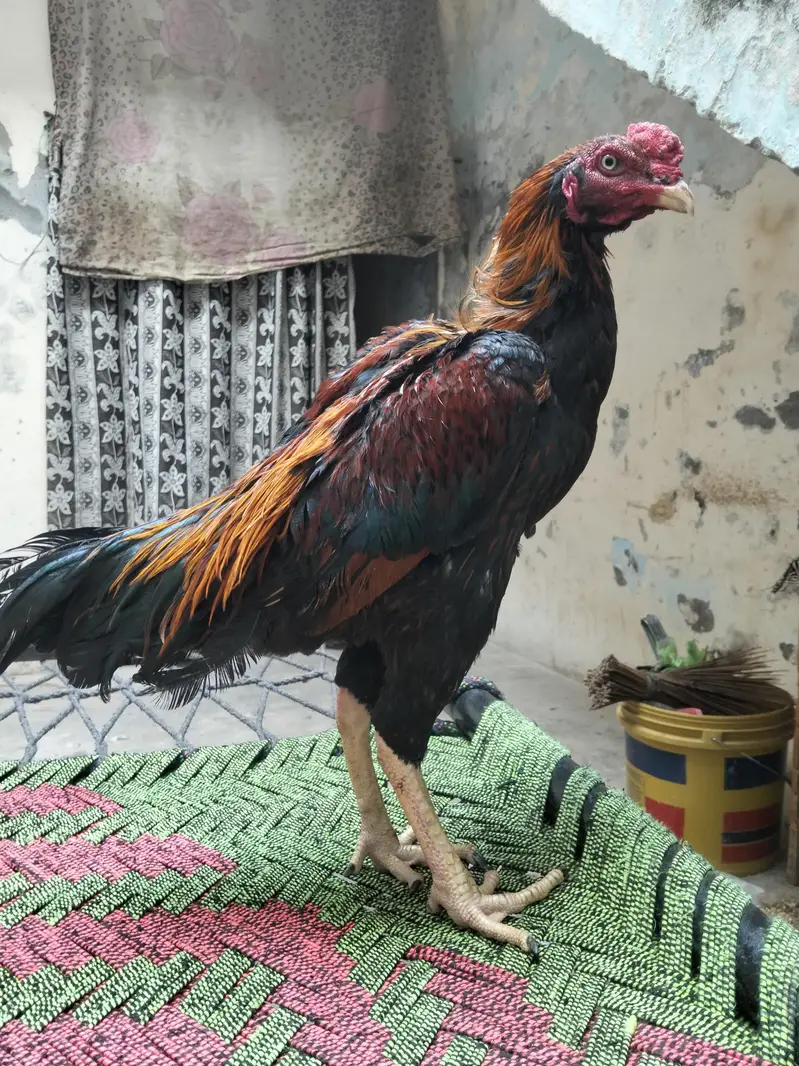 pure aseel murgha — photo 10