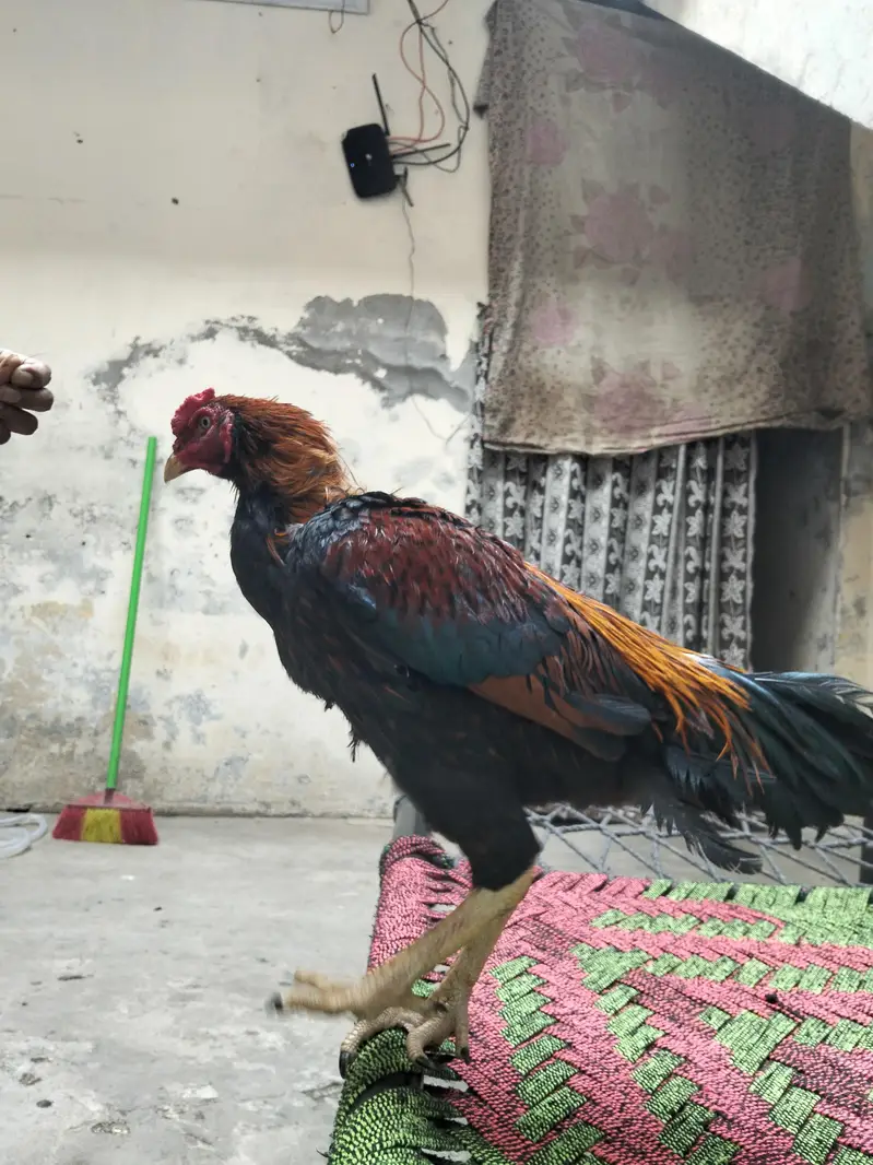 pure aseel murgha — photo 11