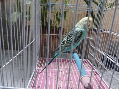 budgies extra females + cage available 0/3/2/1/4/9/4/6/8/4/4