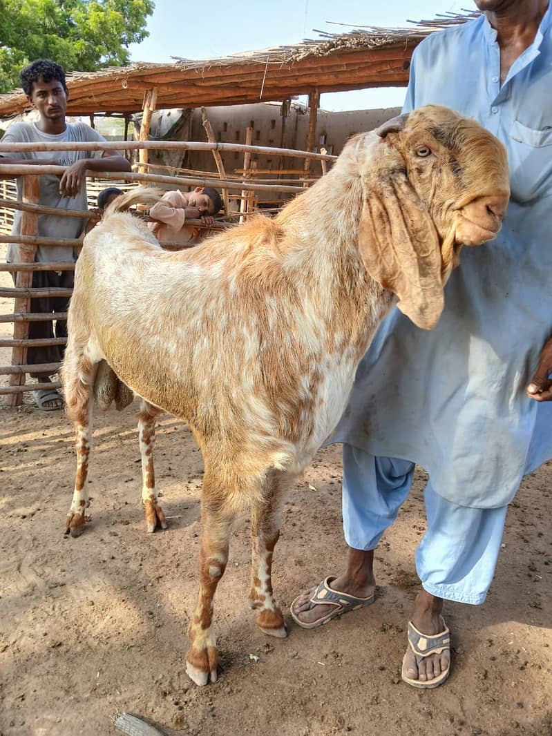 bakra / breeder bakra / Makhi Cheena / beetal / Kamori / goat / goats ...