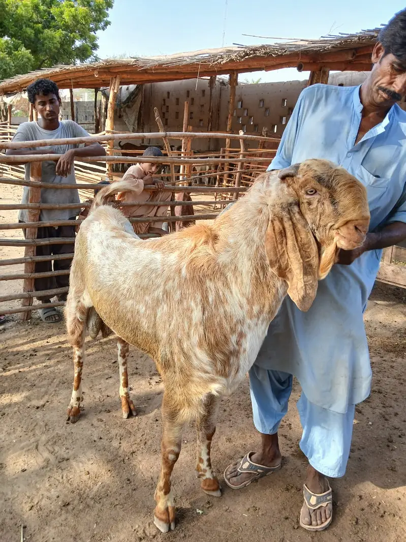 Beetal , Makhi Cheeni , Kamori  breeder Goats — photo 2