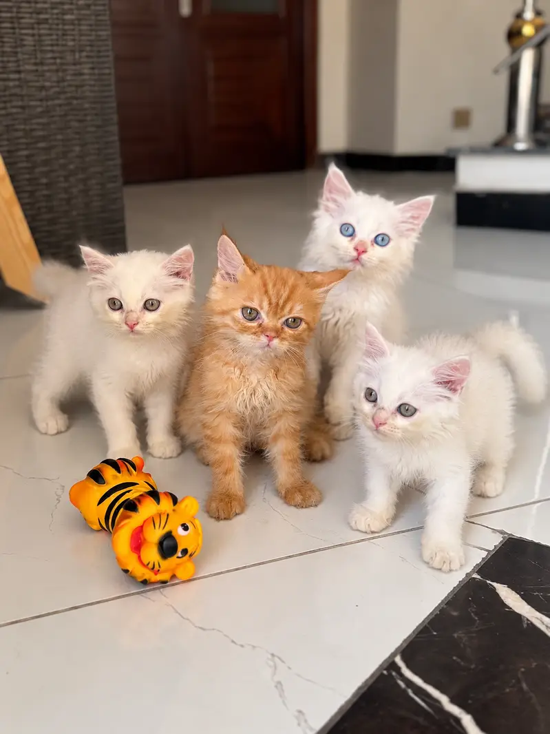 Kittens Blue Eyed Cute & Fluffy Persian for Sale, 2 Male & 2
