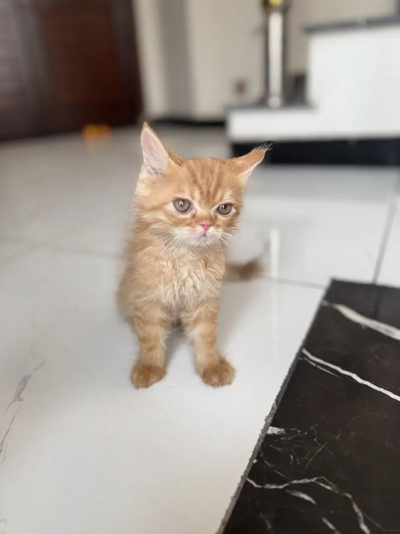 Kittens Blue Eyed Cute & Fluffy Persian for Sale, 2 Male & 2 — photo 2