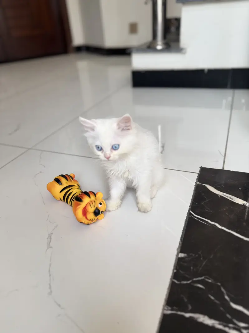 Kittens Blue Eyed Cute & Fluffy Persian for Sale, 2 Male & 2 — photo 3