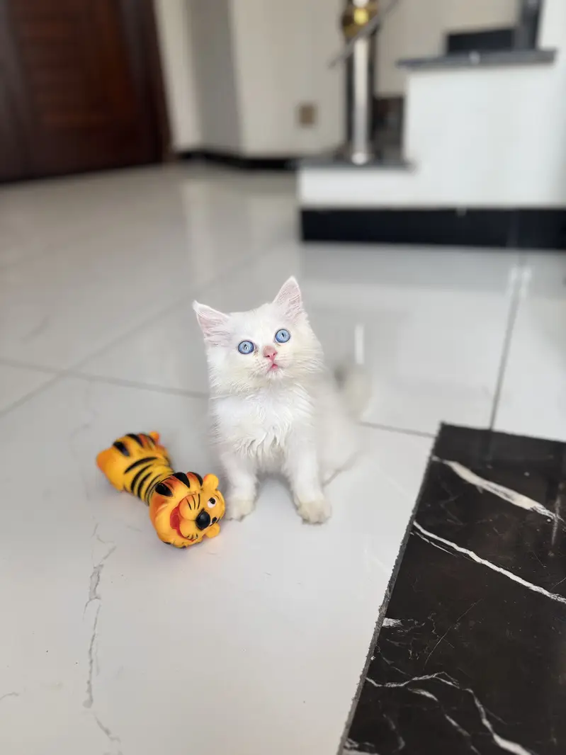 Kittens Blue Eyed Cute & Fluffy Persian for Sale, 2 Male & 2 — photo 4