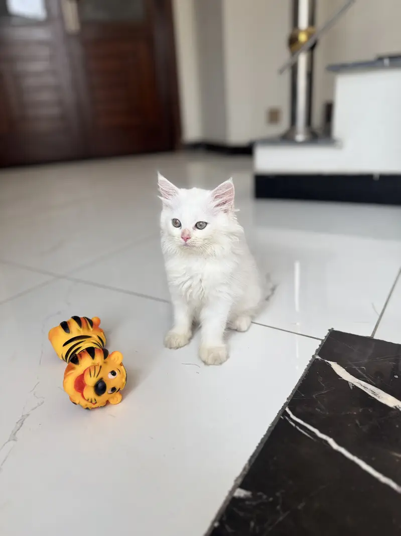 Kittens Blue Eyed Cute & Fluffy Persian for Sale, 2 Male & 2 — photo 5