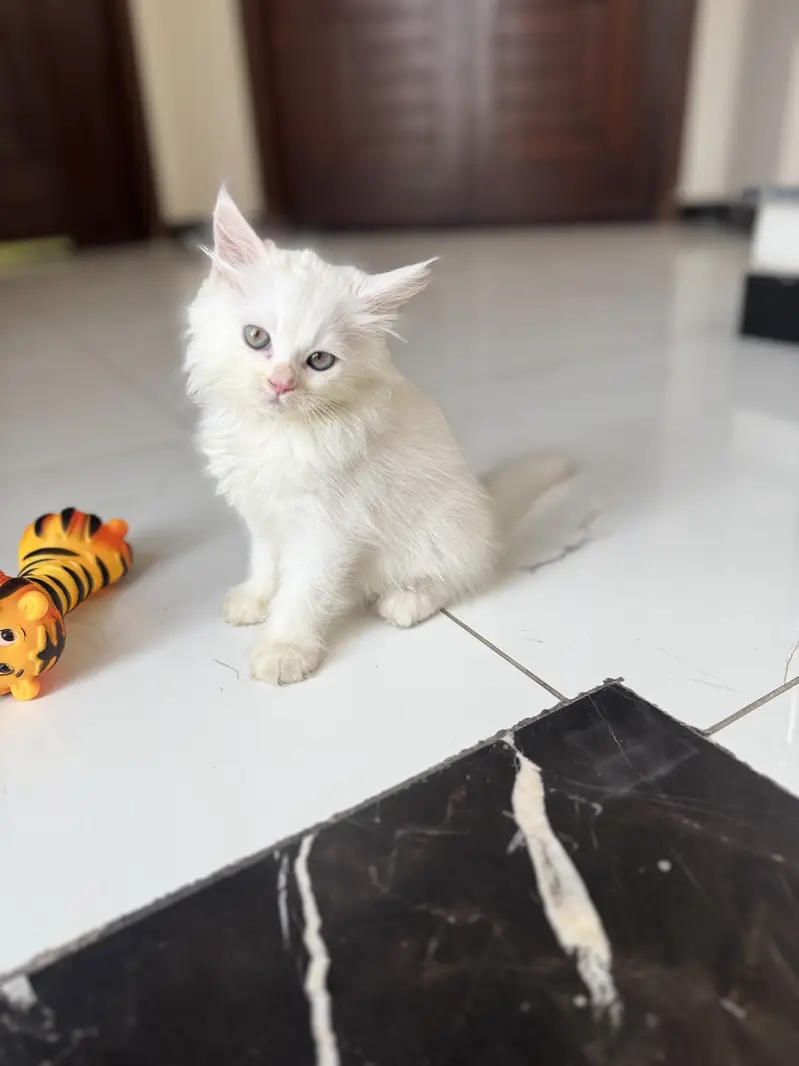 Kittens Blue Eyed Cute & Fluffy Persian for Sale, 2 Male & 2 — photo 6