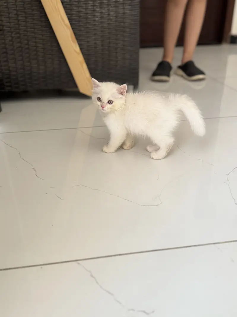 Kittens Blue Eyed Cute & Fluffy Persian for Sale, 2 Male & 2 — photo 7