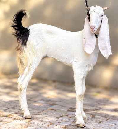 gulabi ablak female path