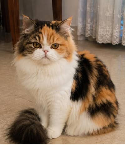 Persian calico cat for sale
