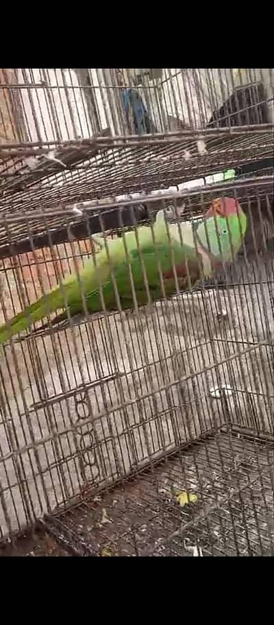 Raw breader males for sale wtsp 03204847881