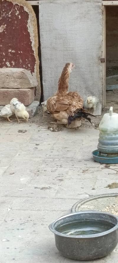 pure mainwali breeder