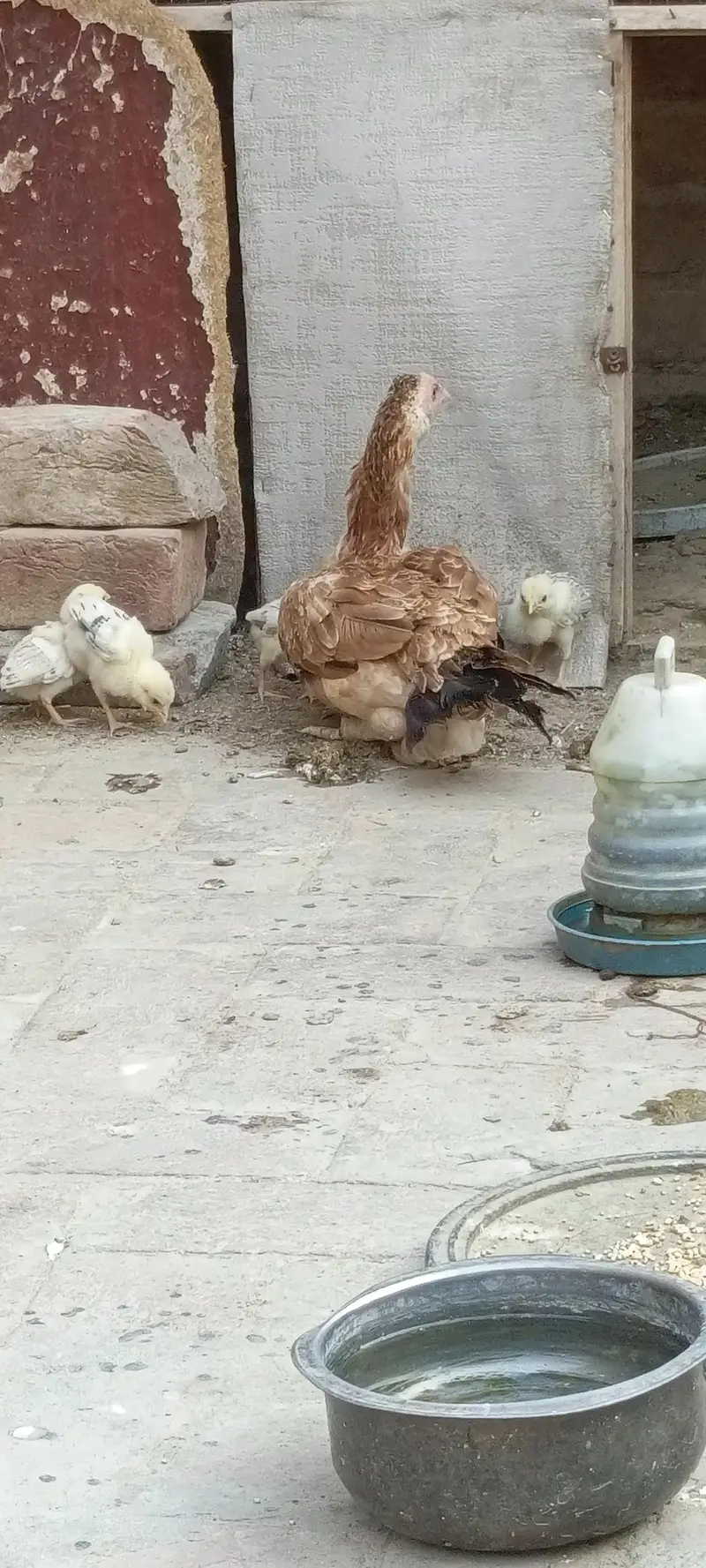pure mainwali breeder