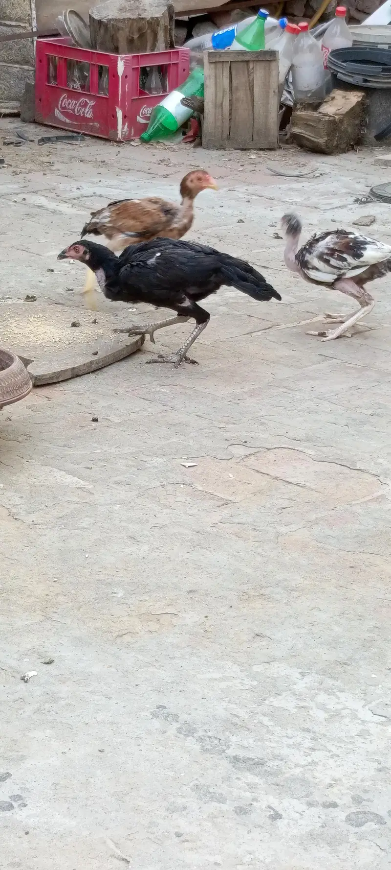 pure mainwali breeder — photo 2