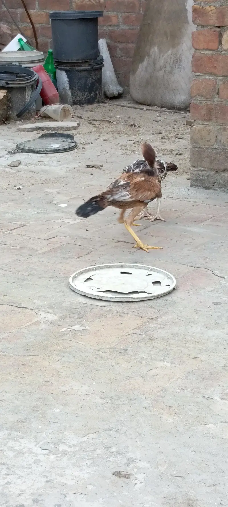 pure mainwali breeder — photo 3