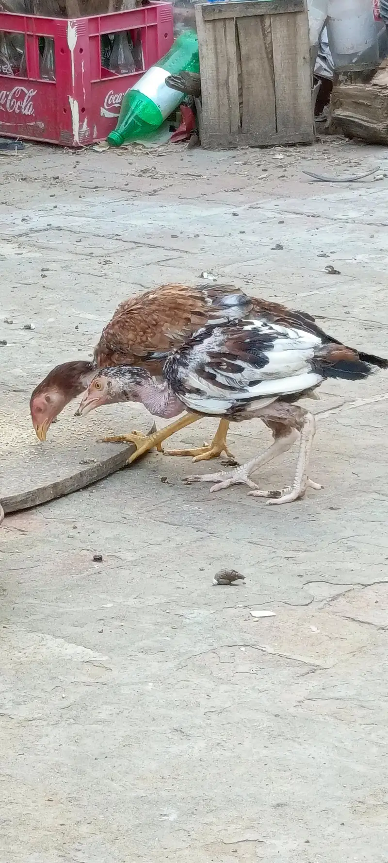 pure mainwali breeder — photo 4