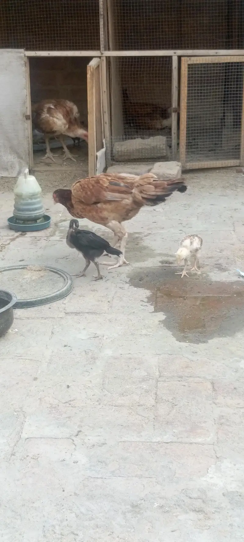 pure mainwali breeder — photo 6