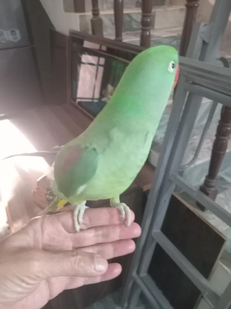 Hand tame, Female Raw Parrot for sale with CAGE