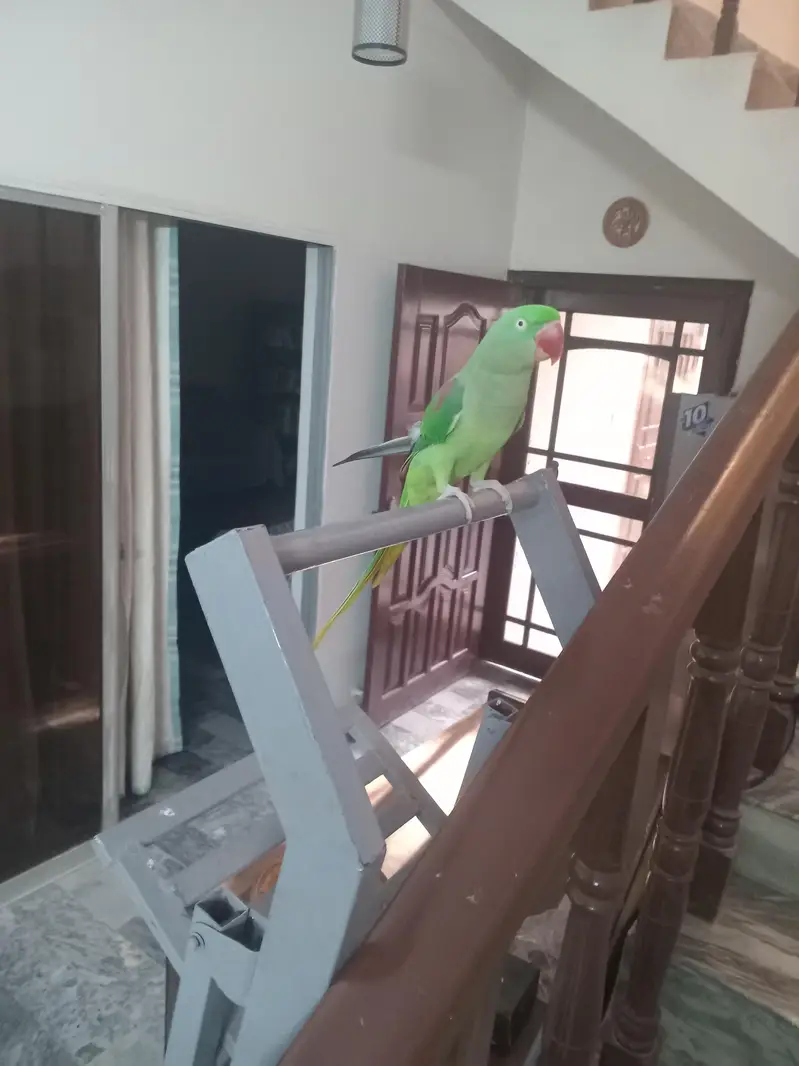 Hand tame, Female Raw Parrot for sale with CAGE — photo 2