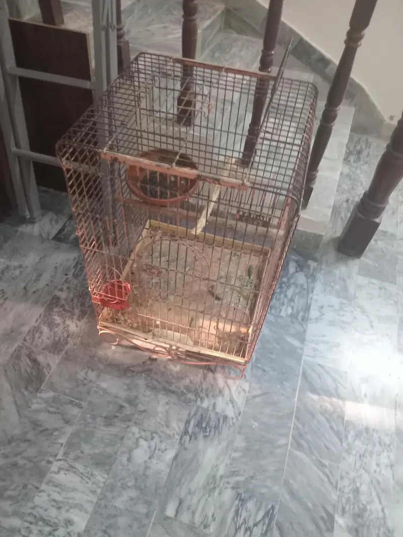 Hand tame, Female Raw Parrot for sale with CAGE — photo 3