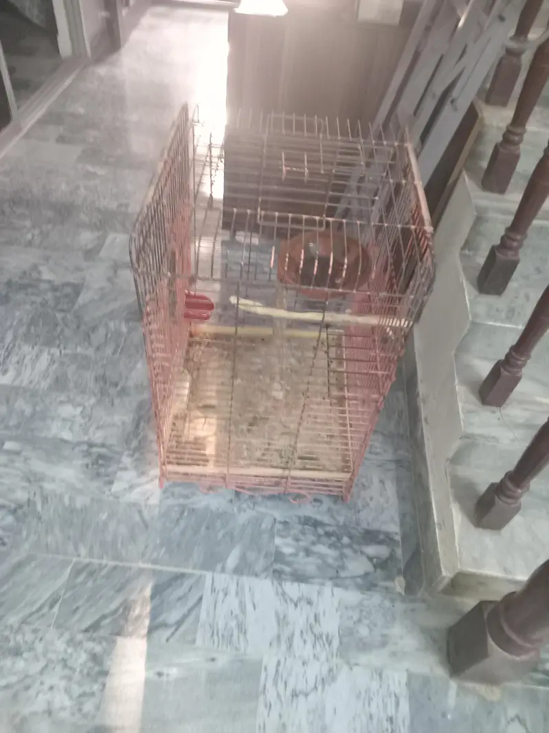 Hand tame, Female Raw Parrot for sale with CAGE — photo 4