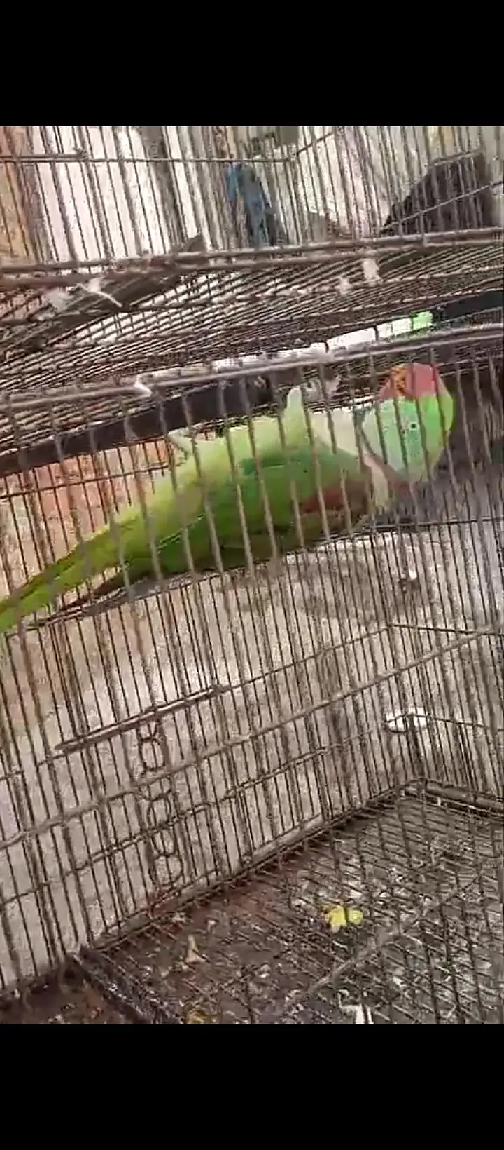 raw breader males for sale wtsp 03204847881 — photo 2