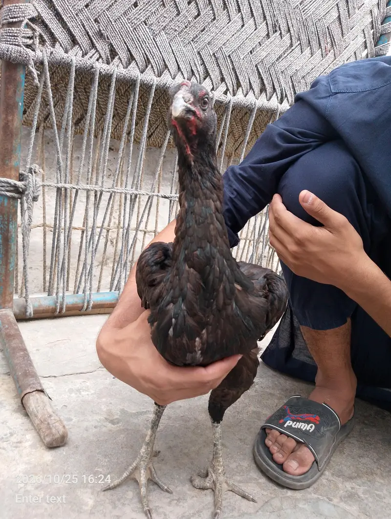 anda wali murgi ha 10 by 10 by ok ha — photo 3