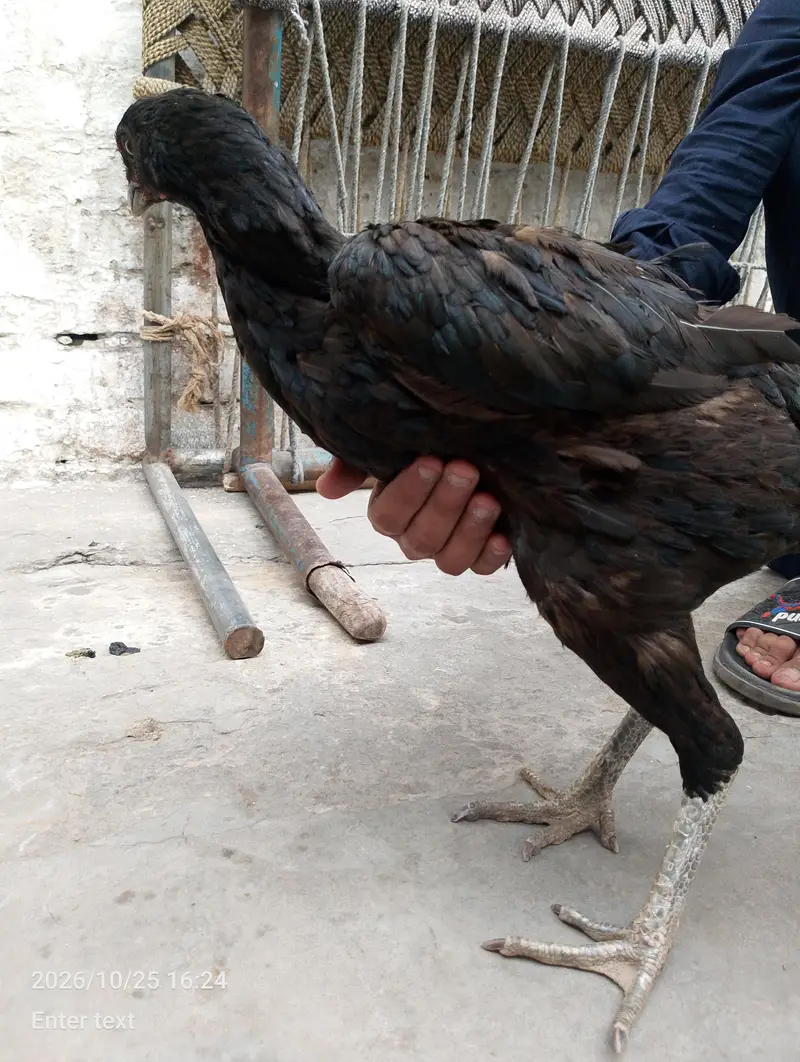 anda wali murgi ha 10 by 10 by ok ha — photo 4