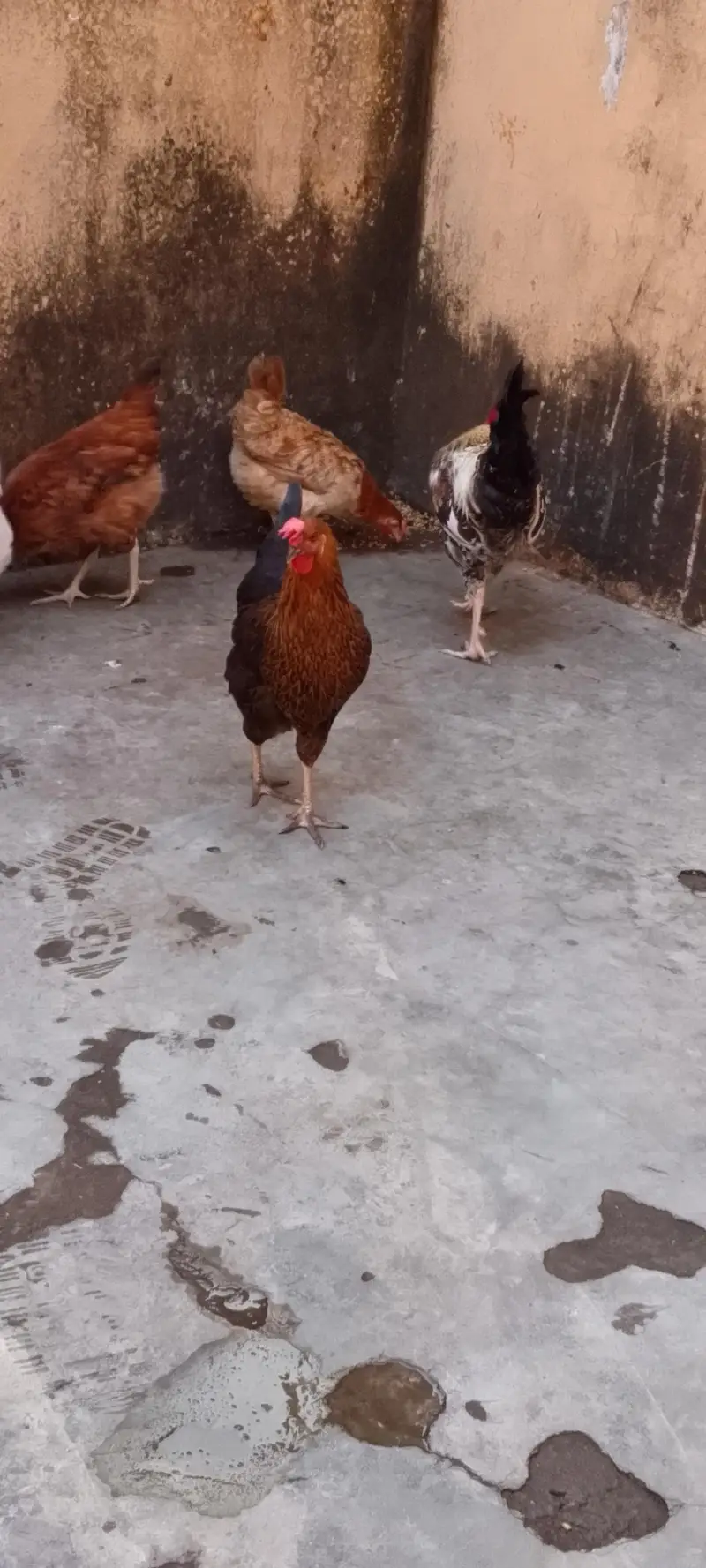 1 murgah 5 murgheian — photo 2