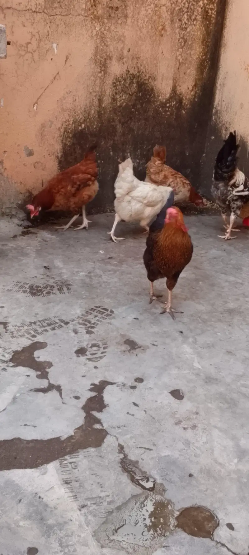 1 murgah 5 murgheian — photo 6