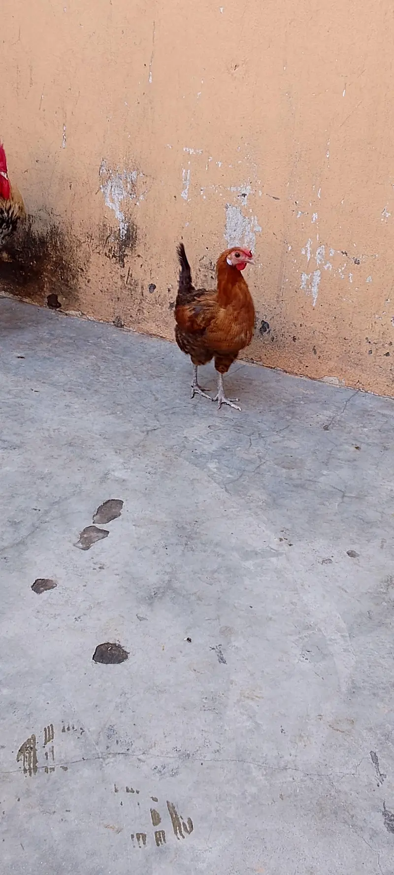 1 murgah 5 murgheian — photo 8