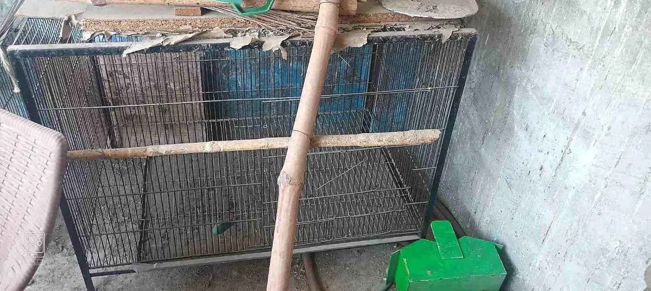cages for sell / iron and wooden — photo 6