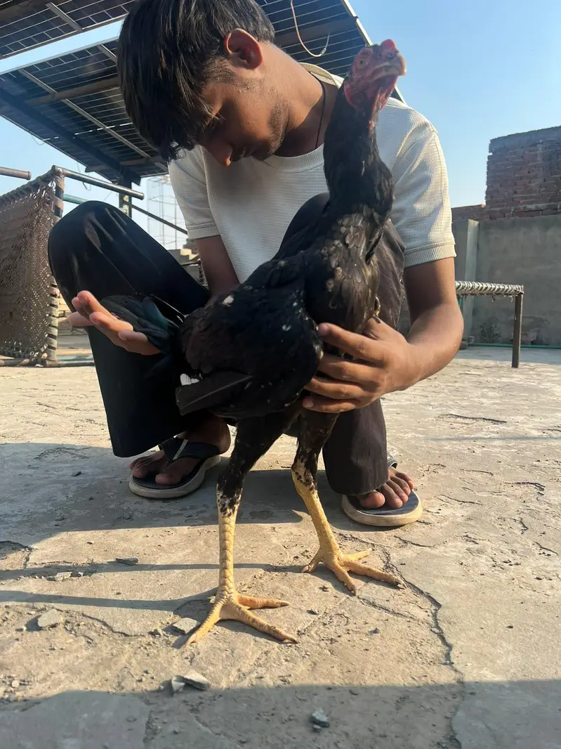 aseel panis pakoy — photo 2
