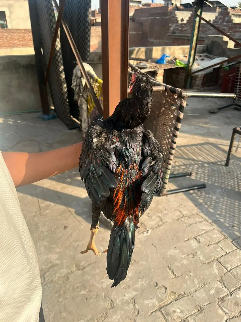 aseel panis pakoy — photo 4