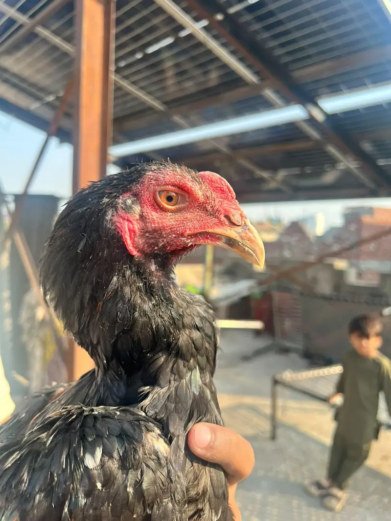 aseel panis pakoy — photo 5
