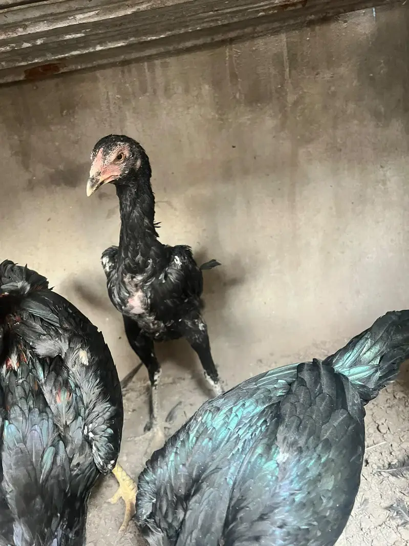 aseel panis pakoy — photo 7