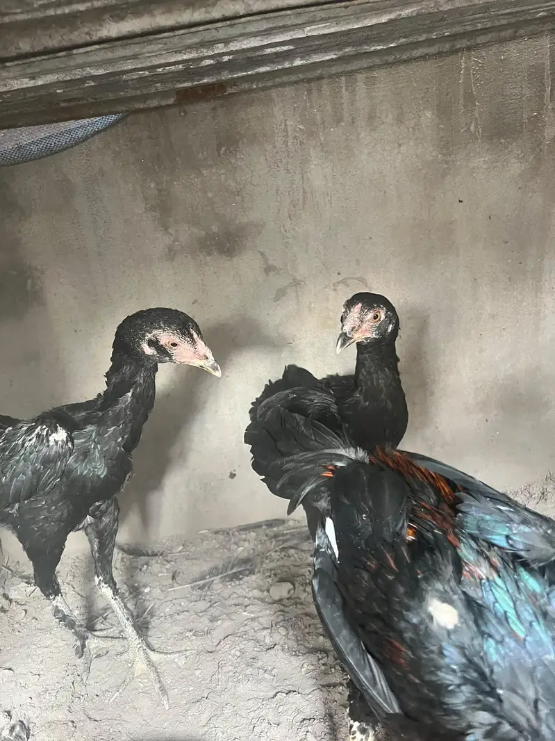 aseel panis pakoy — photo 8