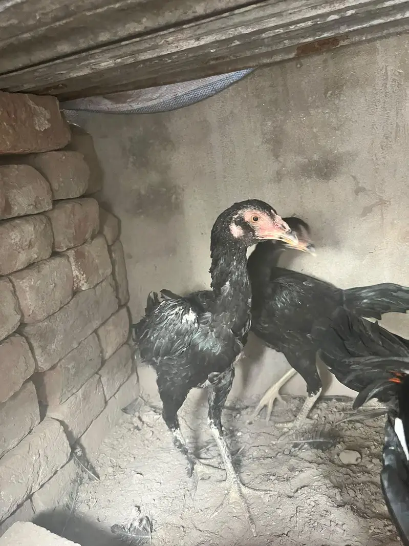 aseel panis pakoy — photo 9