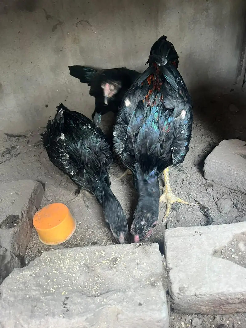 aseel panis pakoy — photo 10