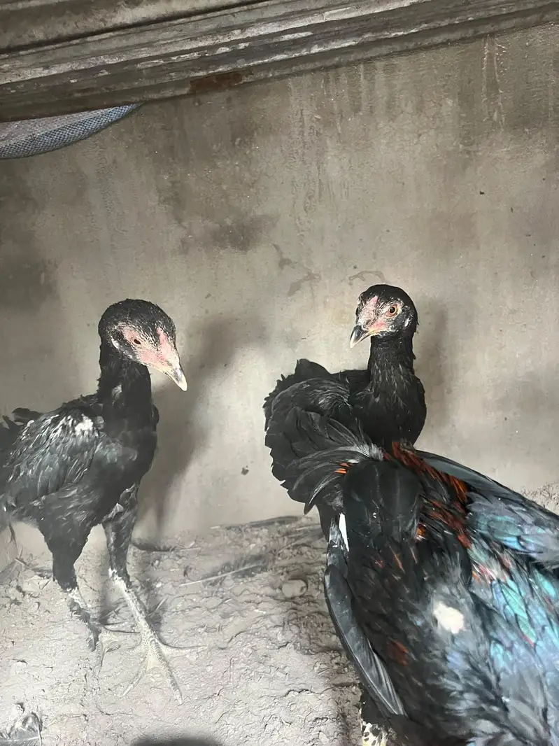 aseel panis pakoy — photo 11