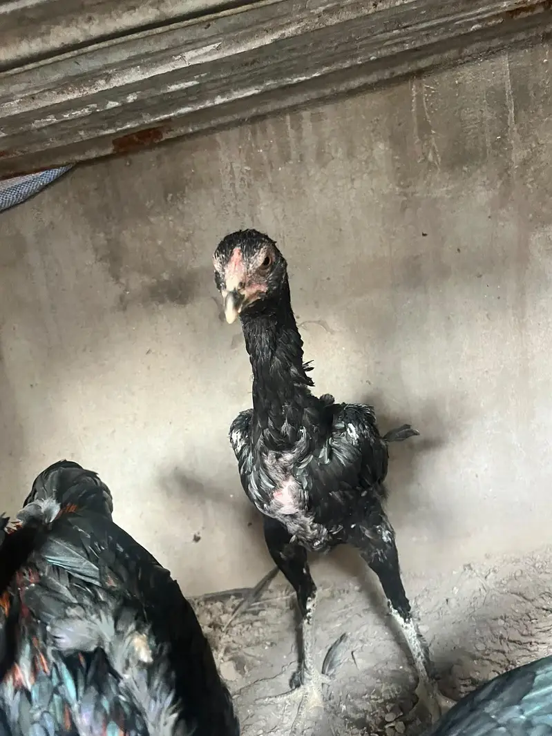 aseel panis pakoy — photo 12