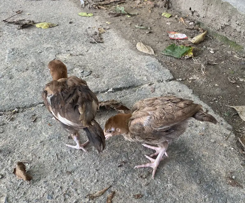 Aseel chicks — photo 2