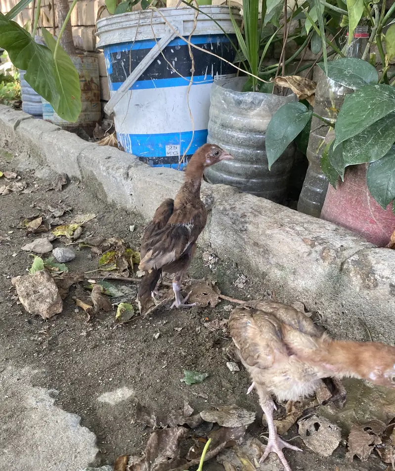 Aseel chicks — photo 3